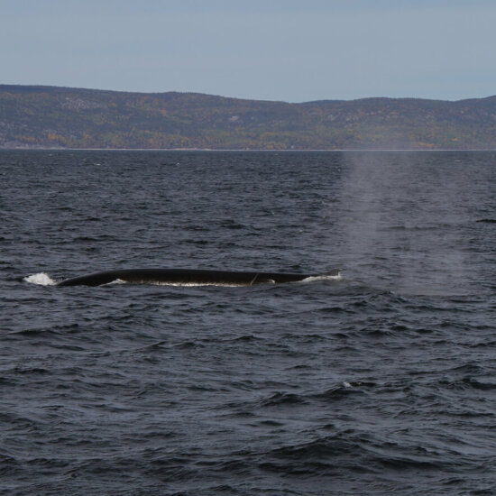 Whalewatching Mietwagenrundreise Ostkanada ©MichaelPuschmann