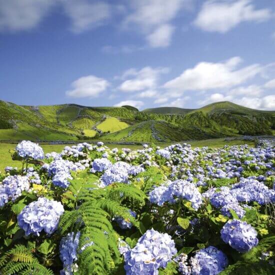 Azoren Rundreise - Hortensien auf den Azoren © Kneissl Touristik | Fotolia